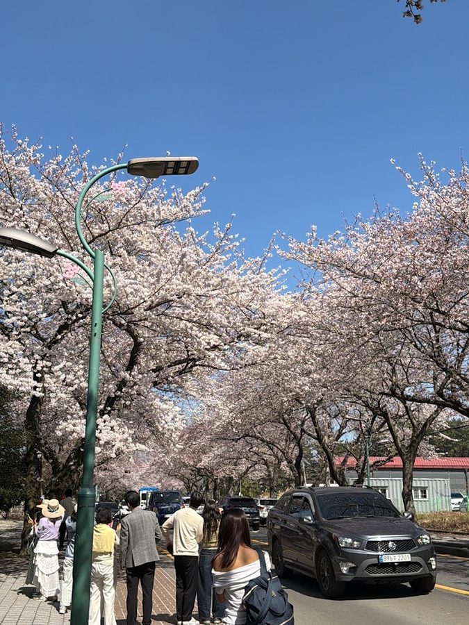 済州大桜並木