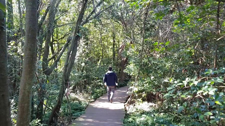 Jeju Gotjawal Provincial Park