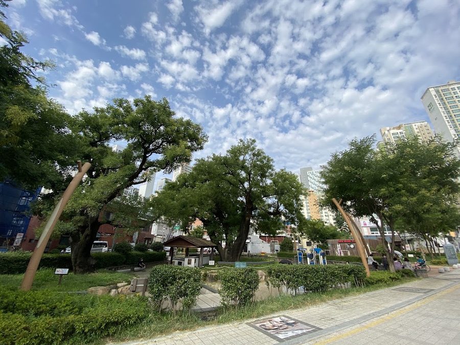 회화나무 샘터공원