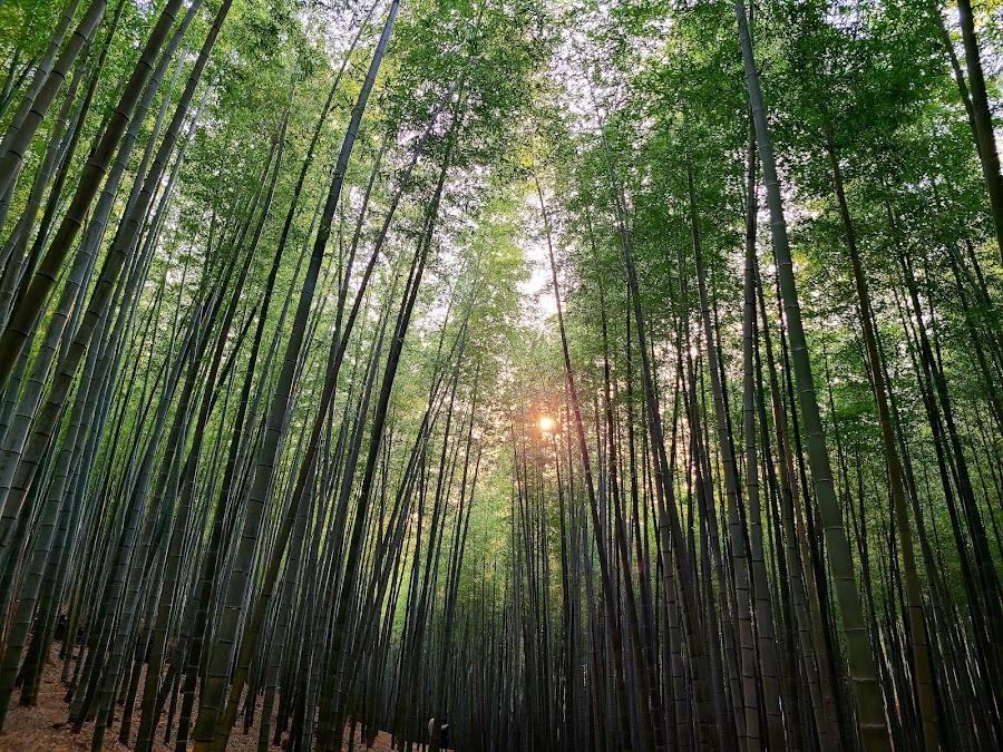Ahopsan Forest