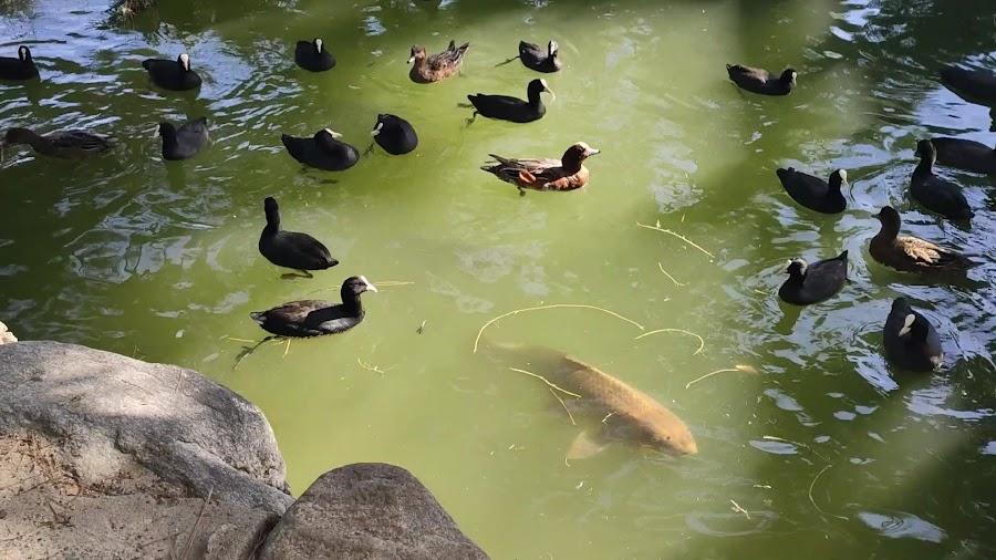 大濠公園