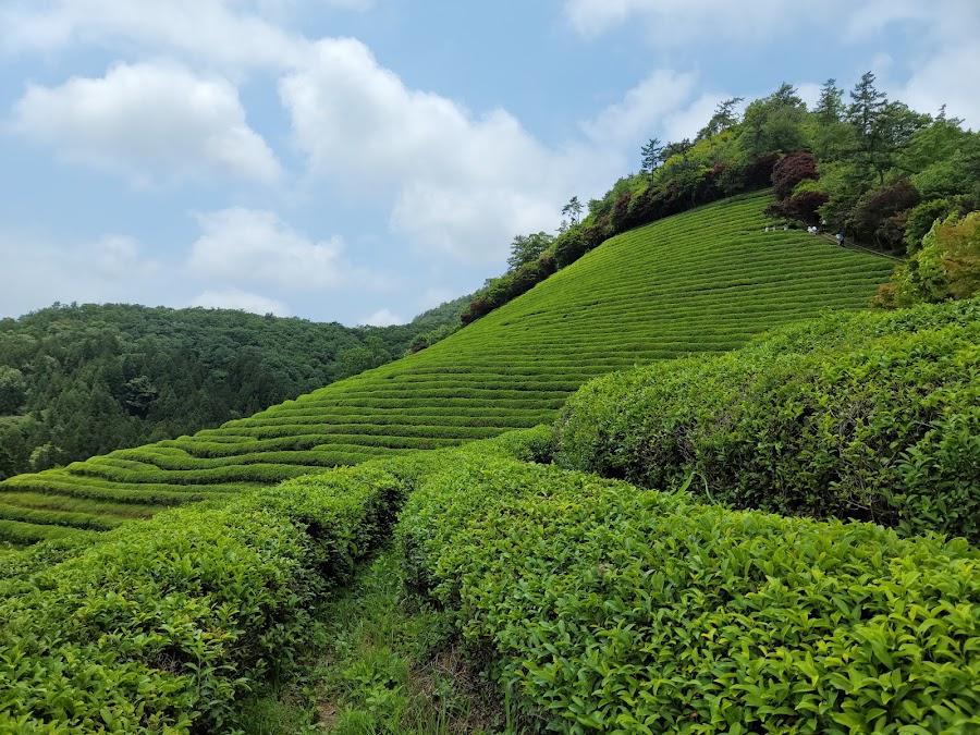 Daehan Dawon Green Tea Tourist Farm