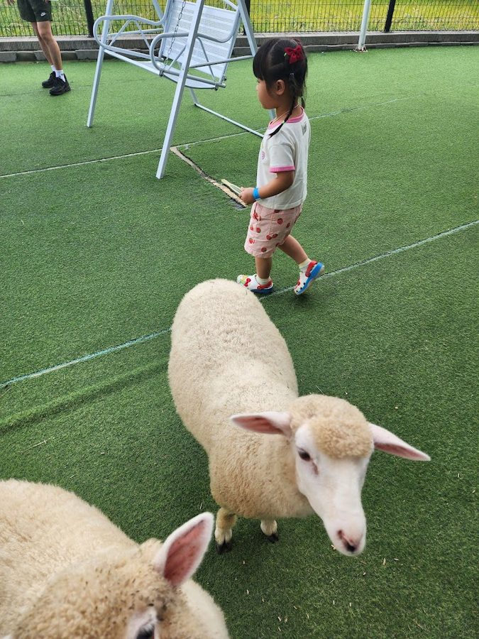 Hi Animal