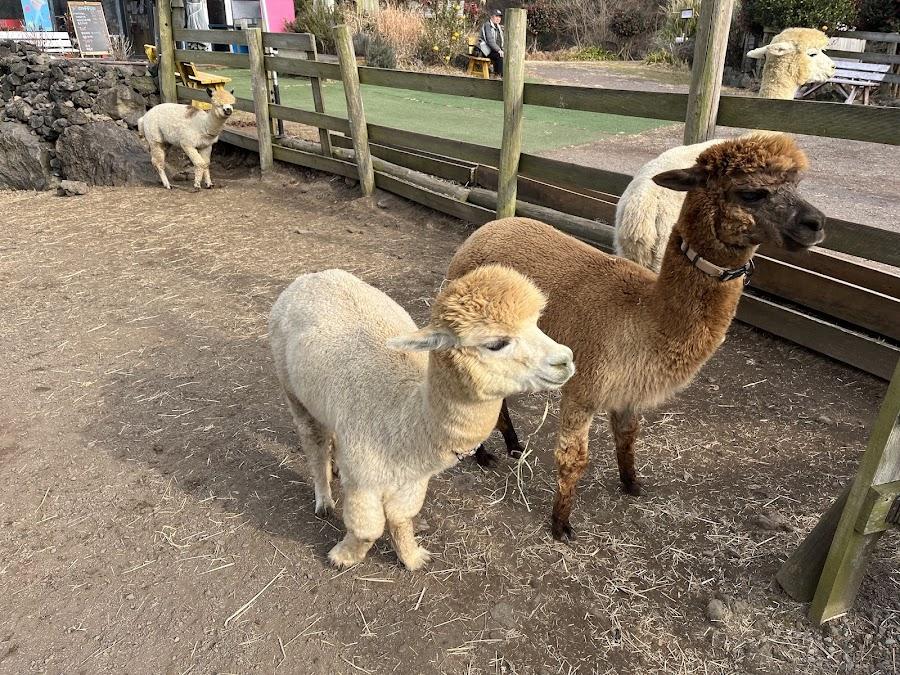 Dochidol Ranch
