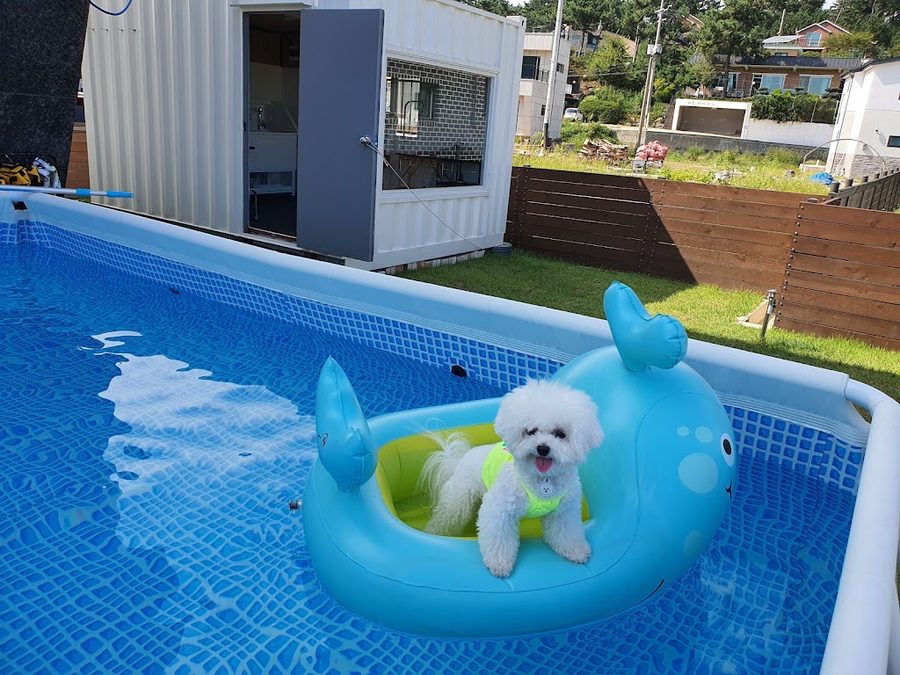 용이랑백호랑