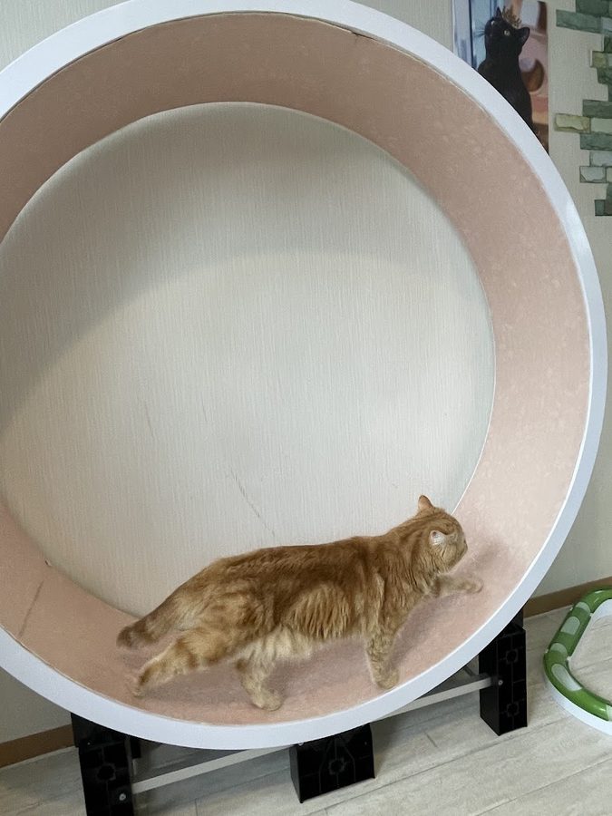 猫Cafe RagDoll