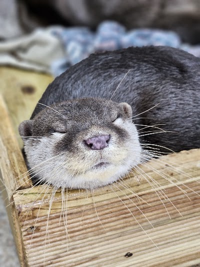 Neighbor's Otter