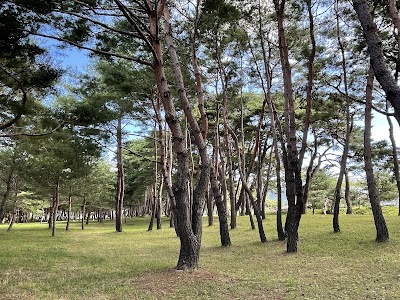 Andong Hahoe Village Mansongjeong Forest