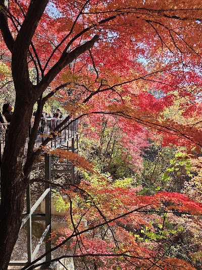 Namsan Sky Forest Trail