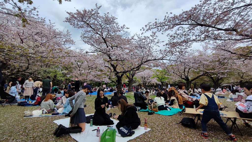 Cherry Blossoms Garden